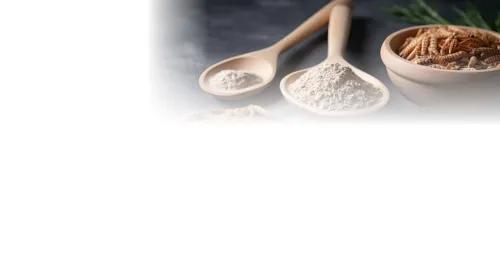 Fachthema Novel Food V5